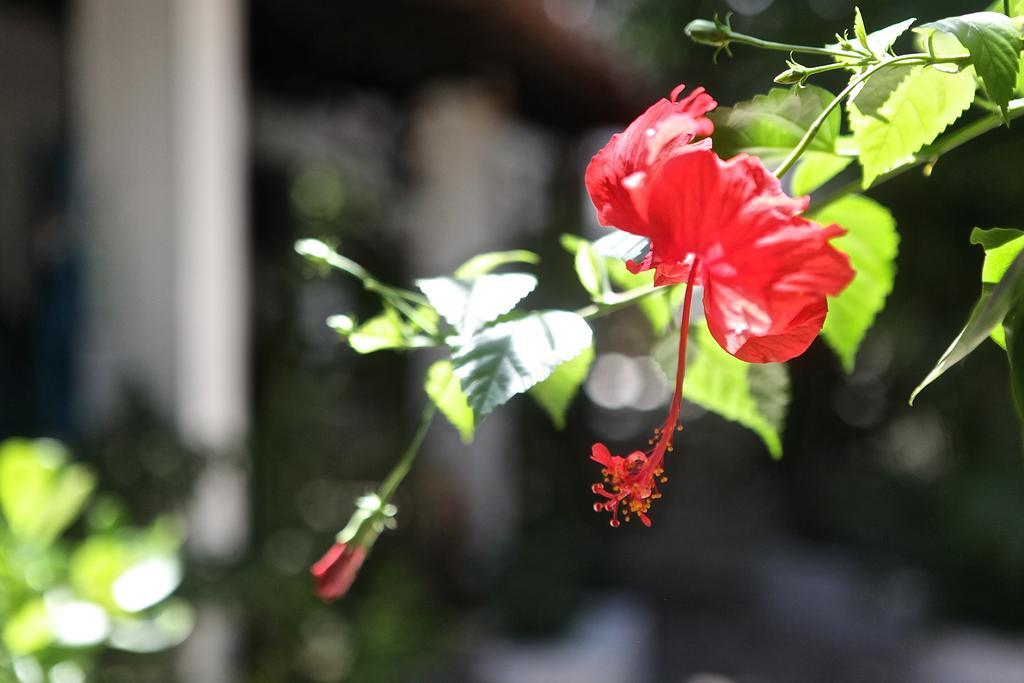 Encanto Das Flores Praia de Pipa Bagian luar foto